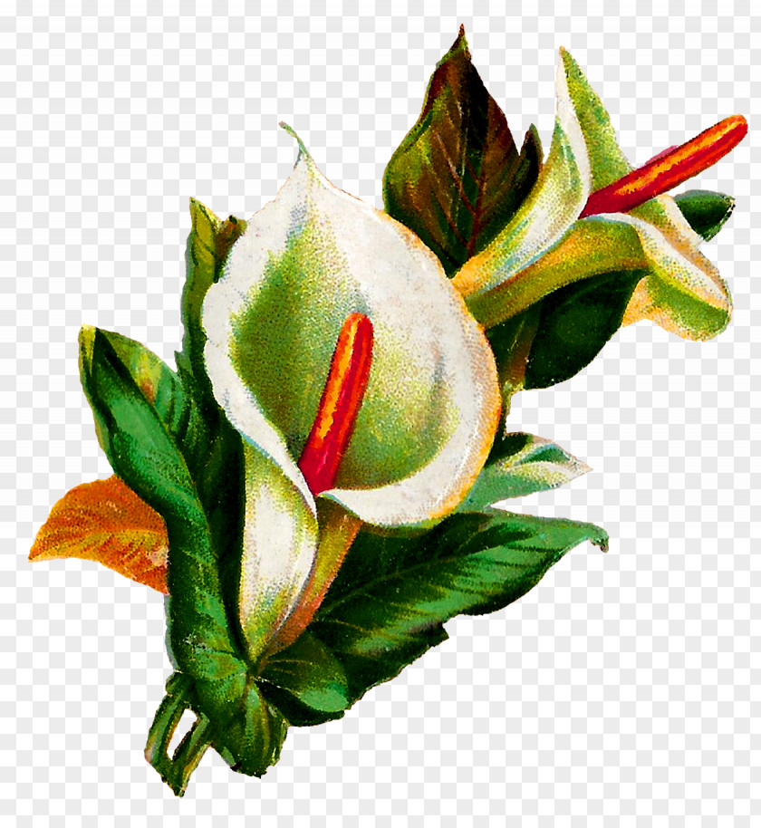 Callalily Flower Arum-lily Lilium Botanical Illustration PNG