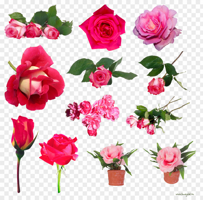 Pink Rose Still Life: Roses Beach Centifolia Flower Garden PNG