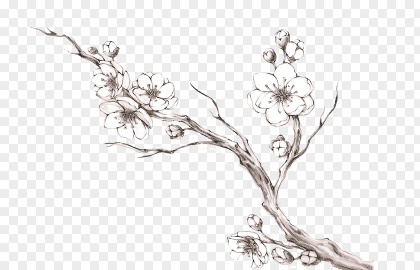 Sakura Tree Drawing Jewellery Twig Line Art PNG