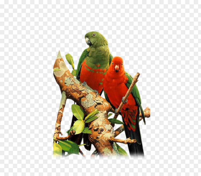 Bird Budgerigar Lovebird Parakeet Cockatiel PNG