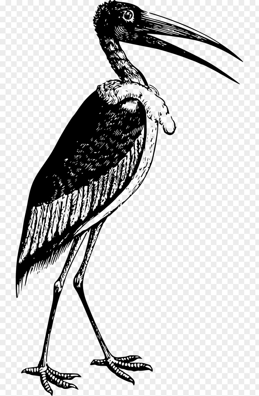 Bird Marabou Stork Pelecaniformes Clip Art PNG