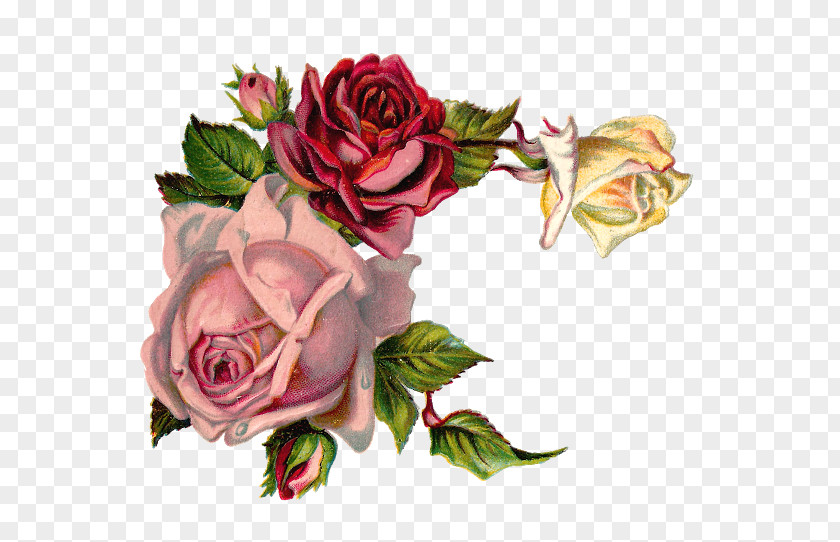 Botanical Rose Flower Pink Floral Design Clip Art PNG