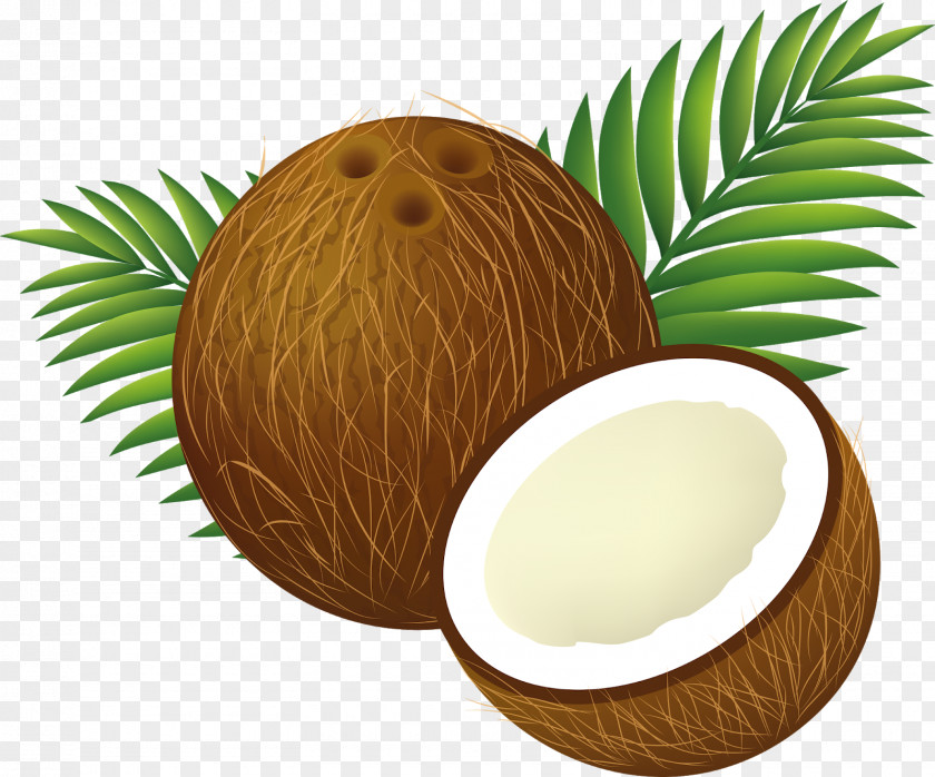 Coconut Clip Art Water Image PNG