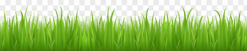 Grass Image, Green Picture Drawing Clip Art PNG