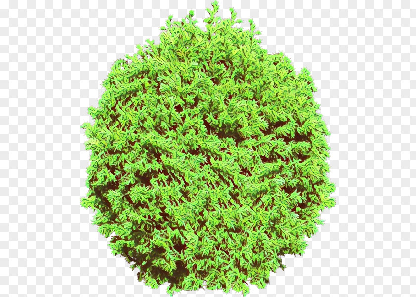 Groundcover Thuya Green Plant Grass Tree Shrub PNG