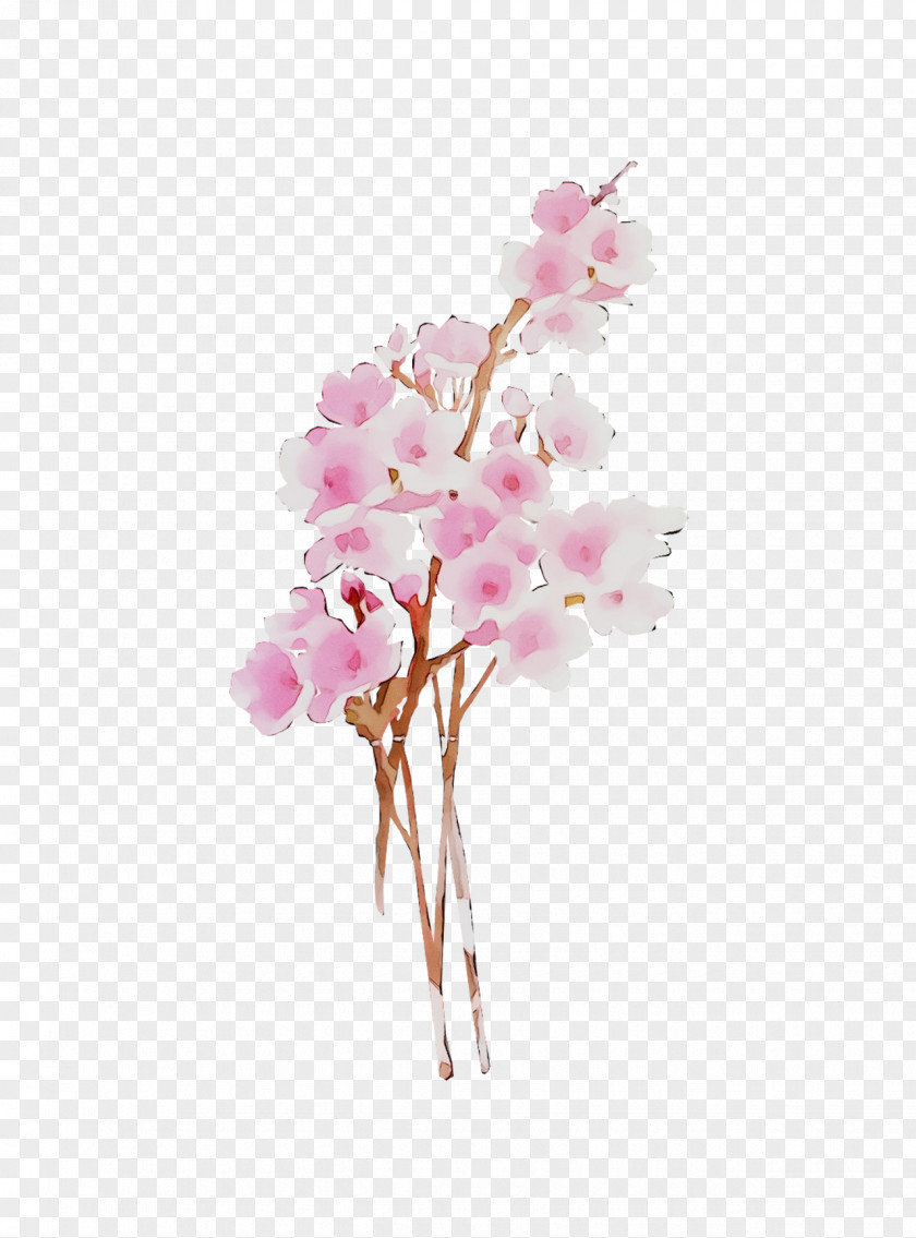Moth Orchids Cut Flowers Floral Design Blossom PNG