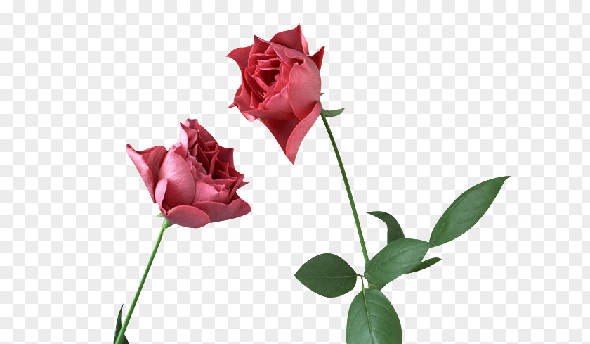 Rmv Clip Art Garden Roses Adobe Photoshop Image PNG