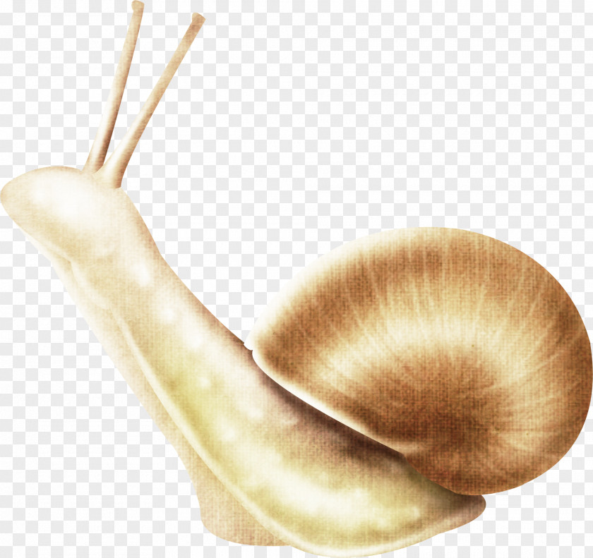 Snail Insect Gastropods Slug Clip Art PNG