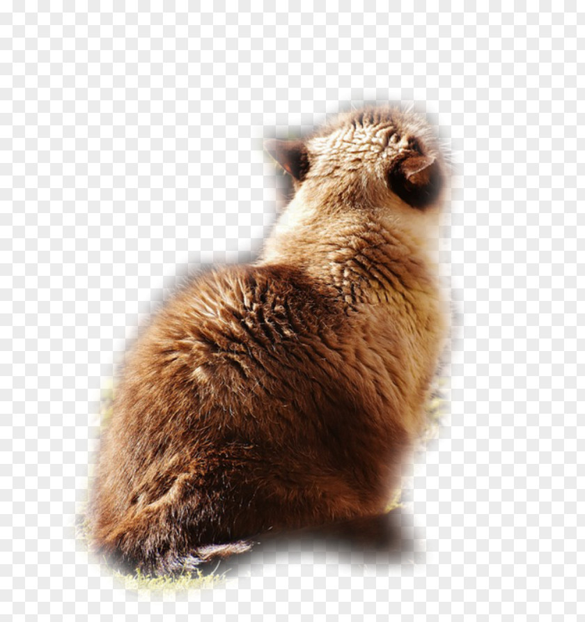 Beaver Whiskers Prairie Dog Marmot Fur PNG