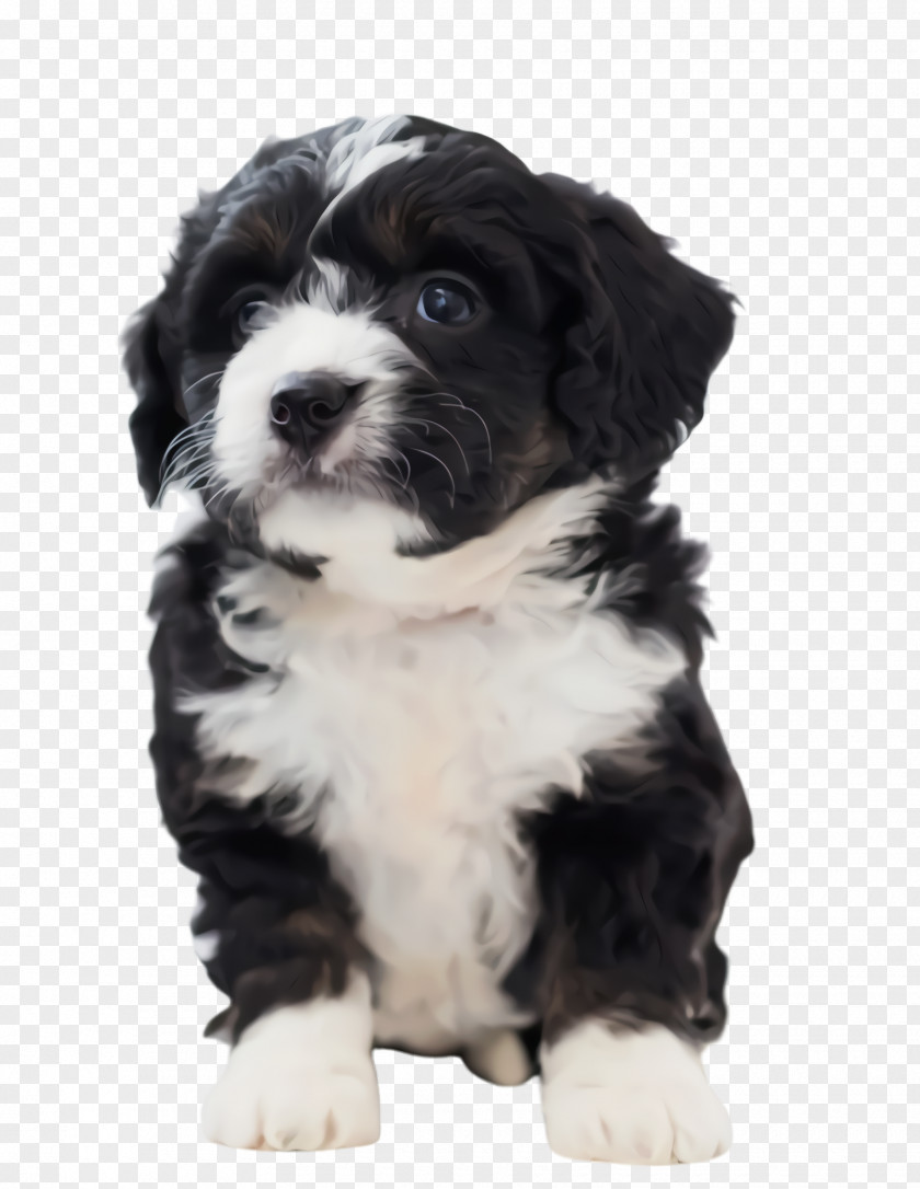 Border Collie Shihpoo Cute PNG