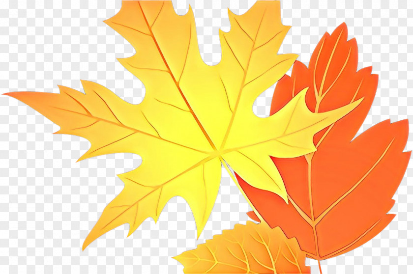 Deciduous Plane Maple Leaf PNG