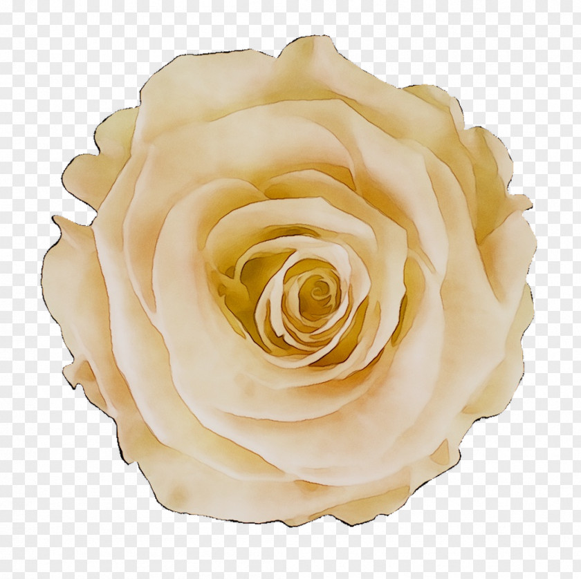 Garden Roses Cabbage Rose Floribunda Petal PNG