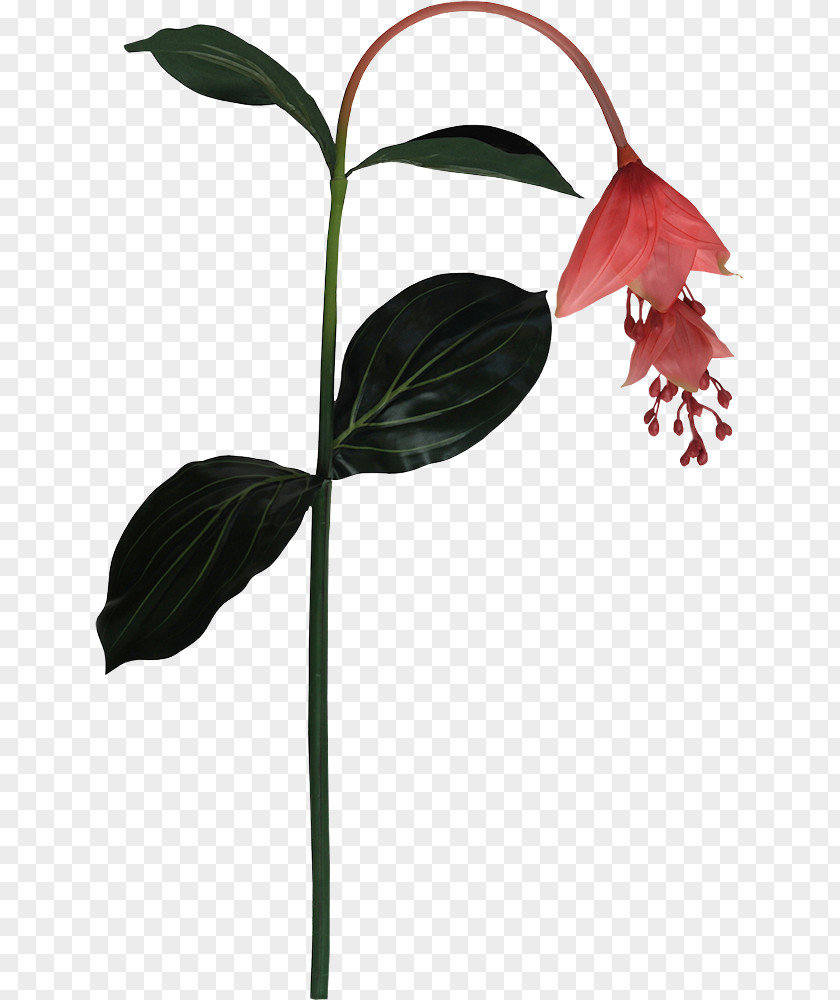 Leaf Petal Plant Stem Flowering PNG