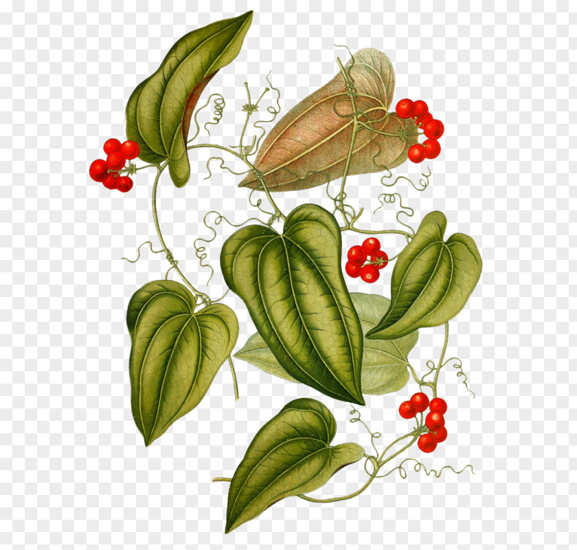 Plants Smilax Aristolochiifolia Jamaica Sarsaparilla Aspera Medicine PNG