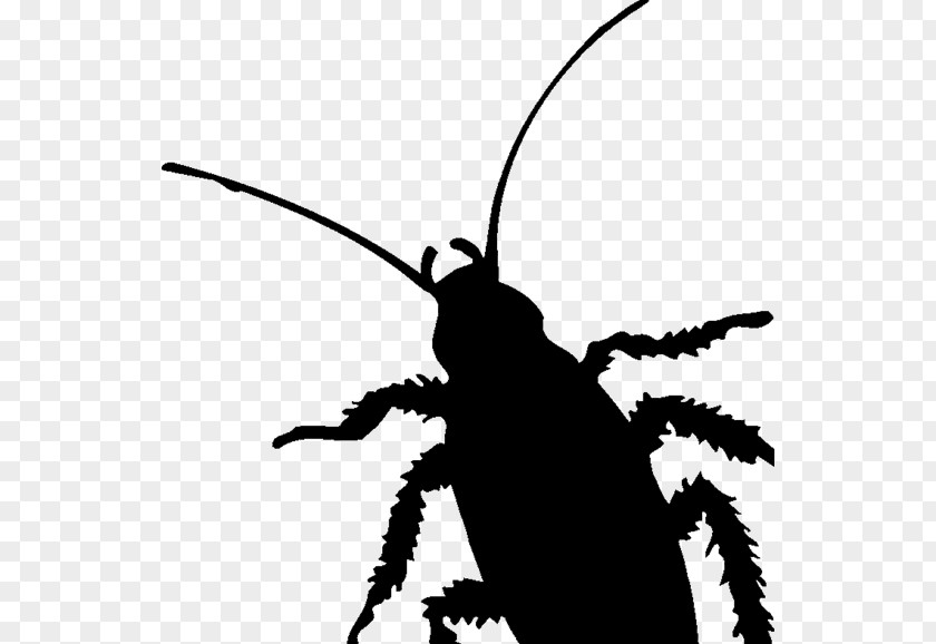 Cockroach Insect Pest Silhouette Clip Art PNG