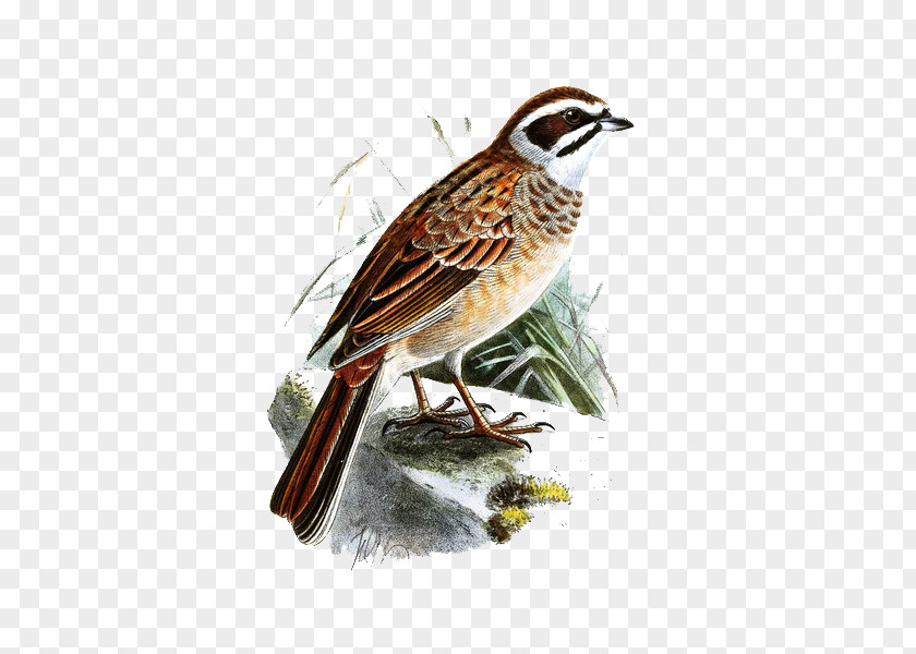 Creative Hand-painted Sparrow Bird-and-flower Painting PNG