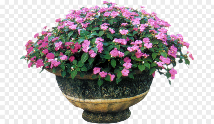 Flowers Bucket Impatiens Balsamina Annual Plant Flowering Plants PNG