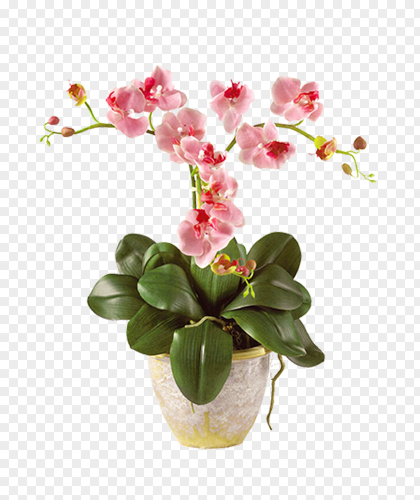 Potted Plants PNG plants clipart PNG
