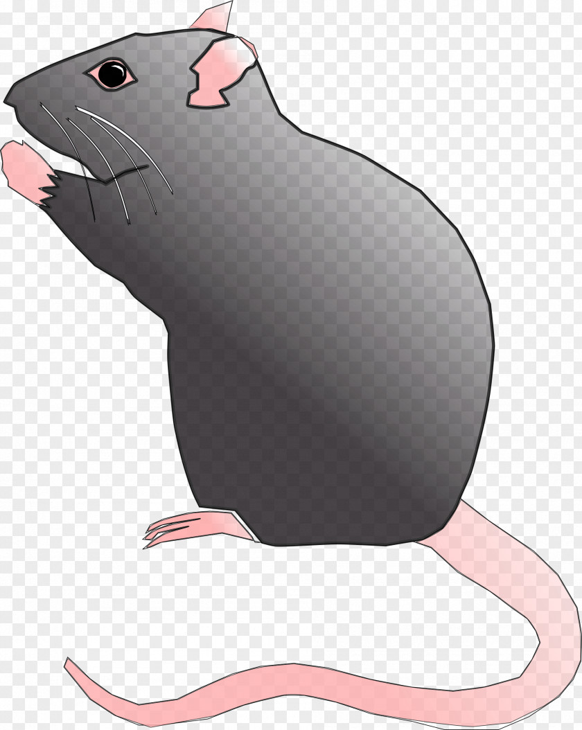 Rat Mouse Gerbil Clip Art PNG