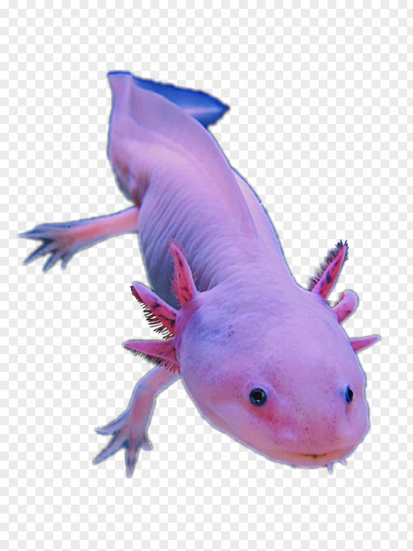 Salamander Axolotl Animal Image Pet PNG