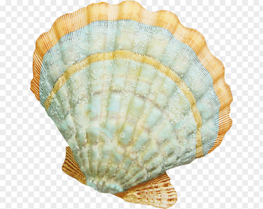Seashell Cockle Clip Art PNG
