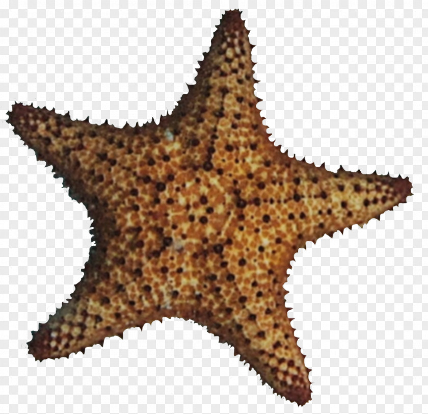 Star Starfish PNG