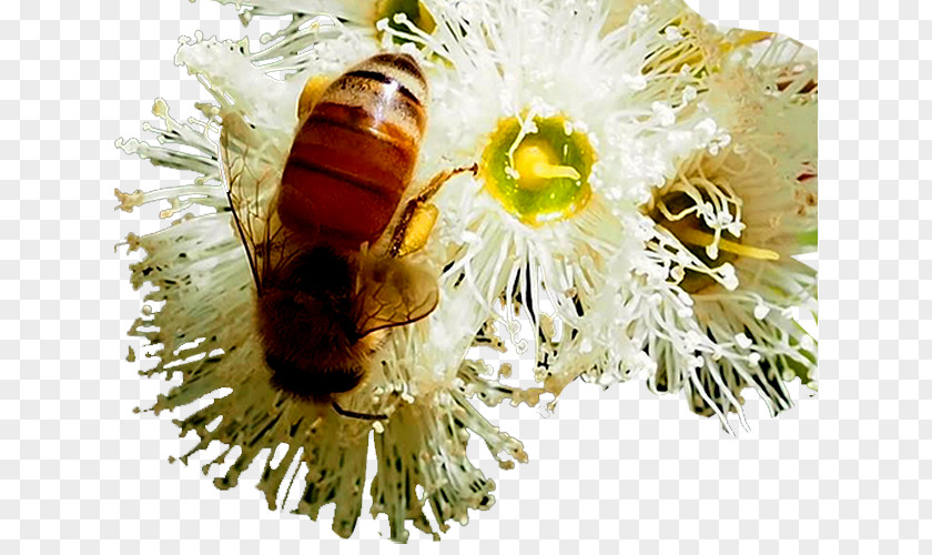 Bee Flowers Honey Jarrah Eucalyptus PNG