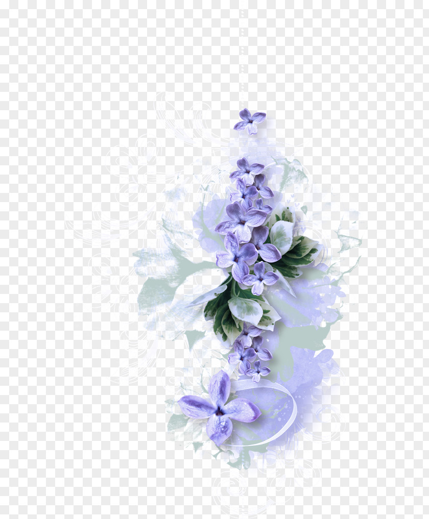 Bellflower Family Delphinium Lavender PNG