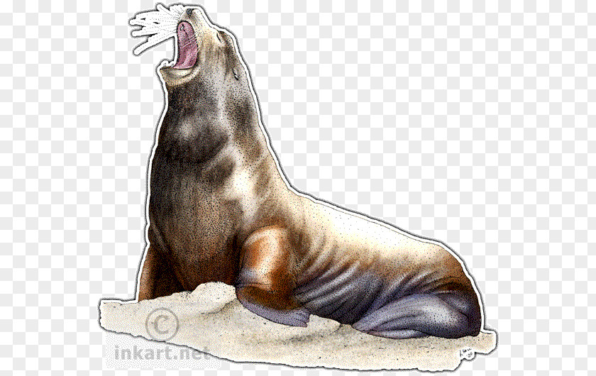 Harbor Seal California Sea Lion Walrus Seals & Lions Drawing Steller PNG