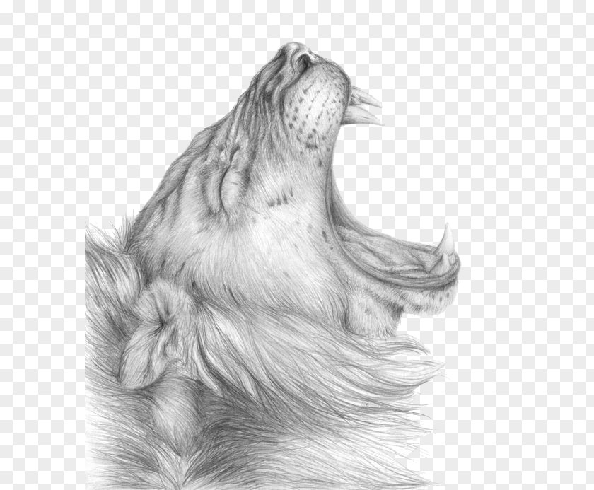 Lioness Roar Clipart Lion Drawing Sketch PNG