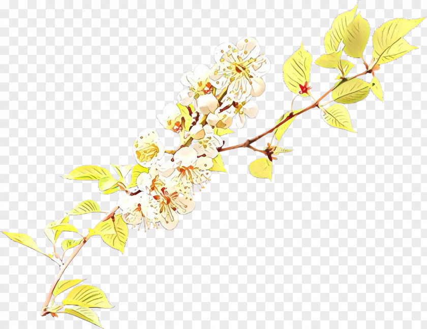 Pedicel Botany Floral Spring Flowers PNG