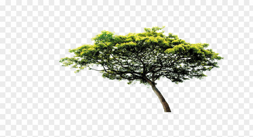 Pine Tree Download PNG