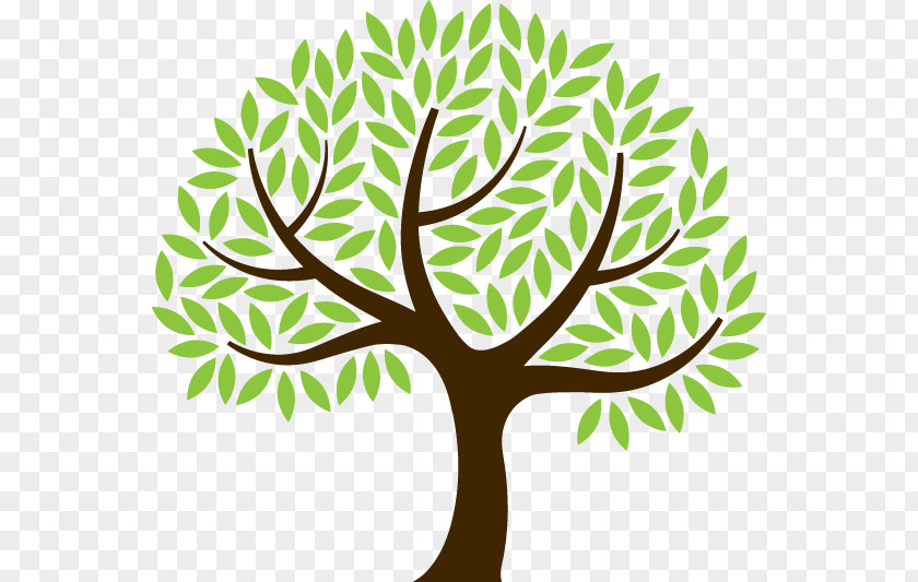 Tree The Foundations Of Mathematics Twig Root Clip Art PNG