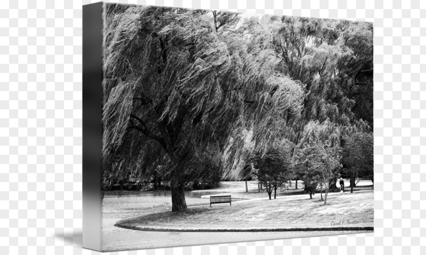 Weeping Willow Laptop Photography Art Canvas Print PNG