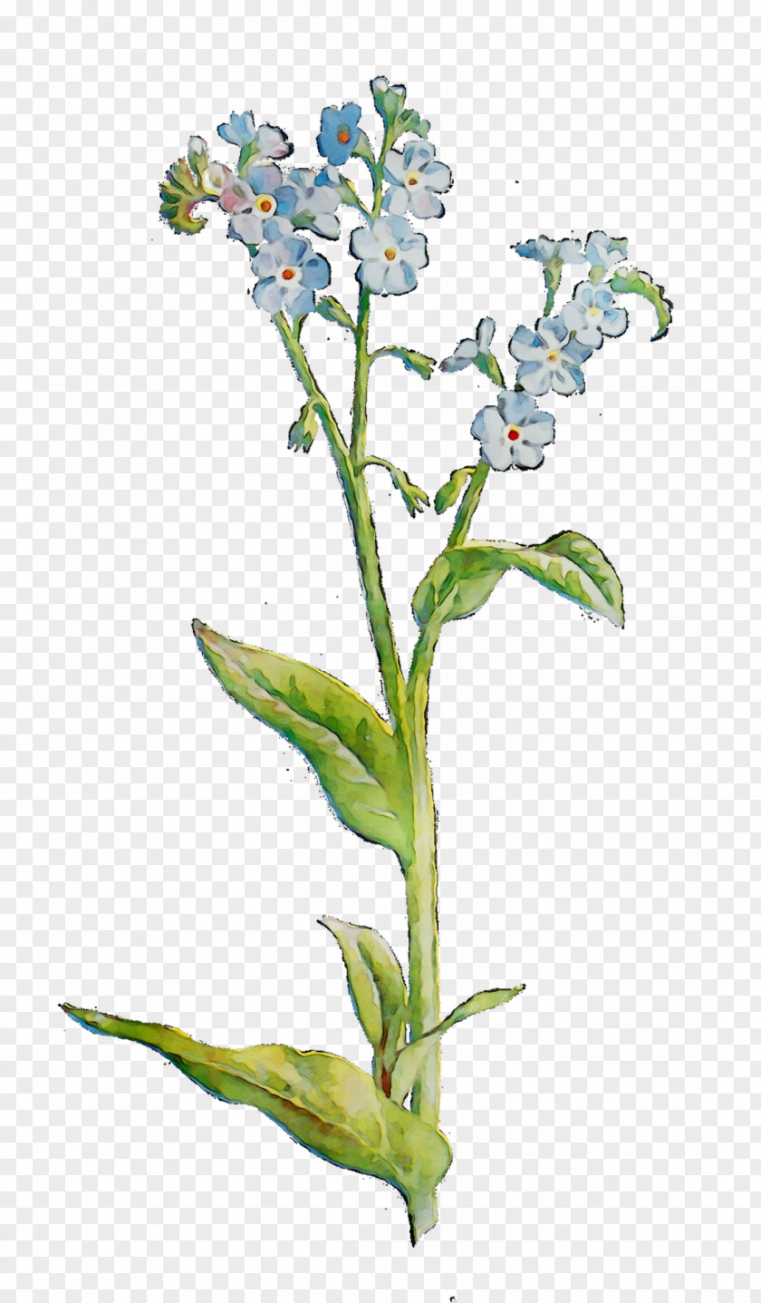 Borages Herbaceous Plant Stem Flower PNG