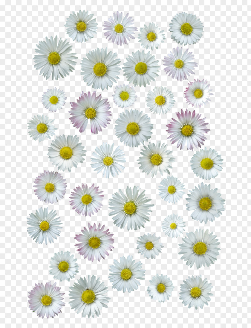 Chrysanthemum Common Daisy Oxeye Floral Design Cut Flowers PNG