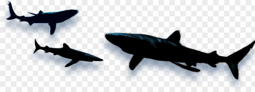 Free Shark Images Fin Soup Wars Clip Art PNG