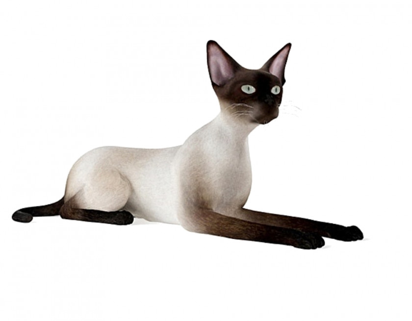 Sphynx Cat Siamese Thai Tonkinese Malayan Domestic Short-haired PNG