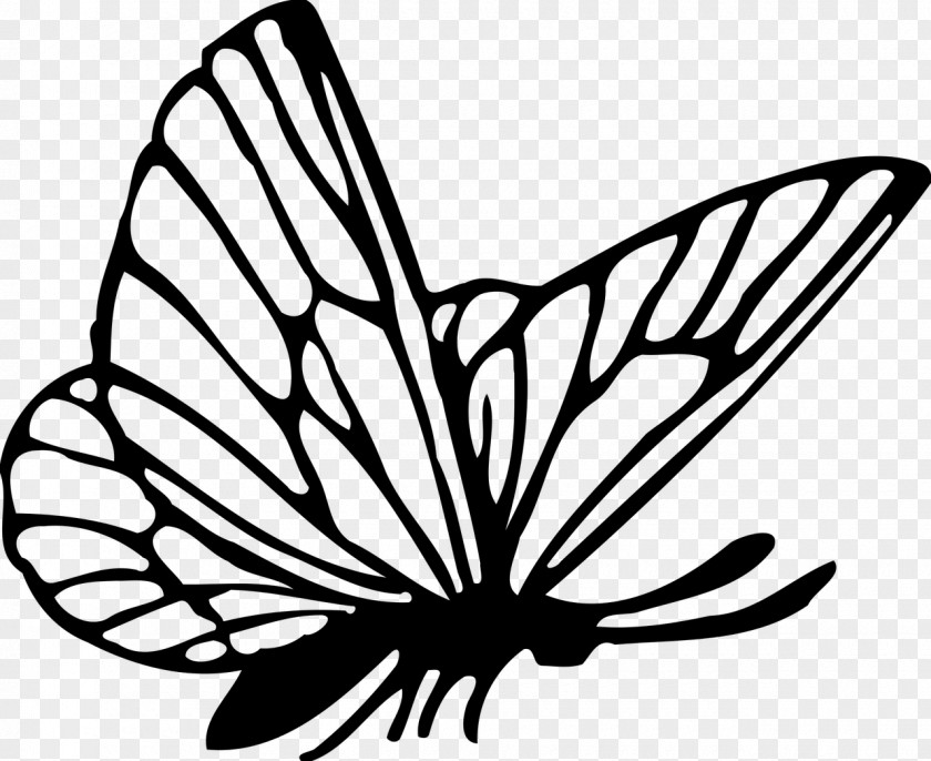 Butterfly Drawing Clip Art PNG