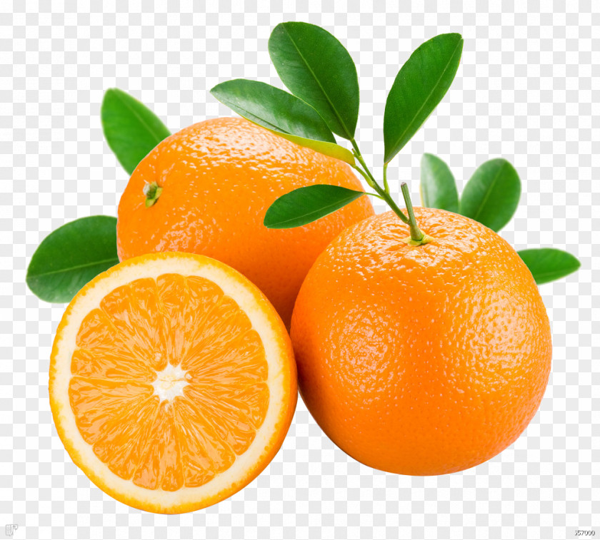 Fruit Pattern Organic Food Lotion Tangerine Orange PNG