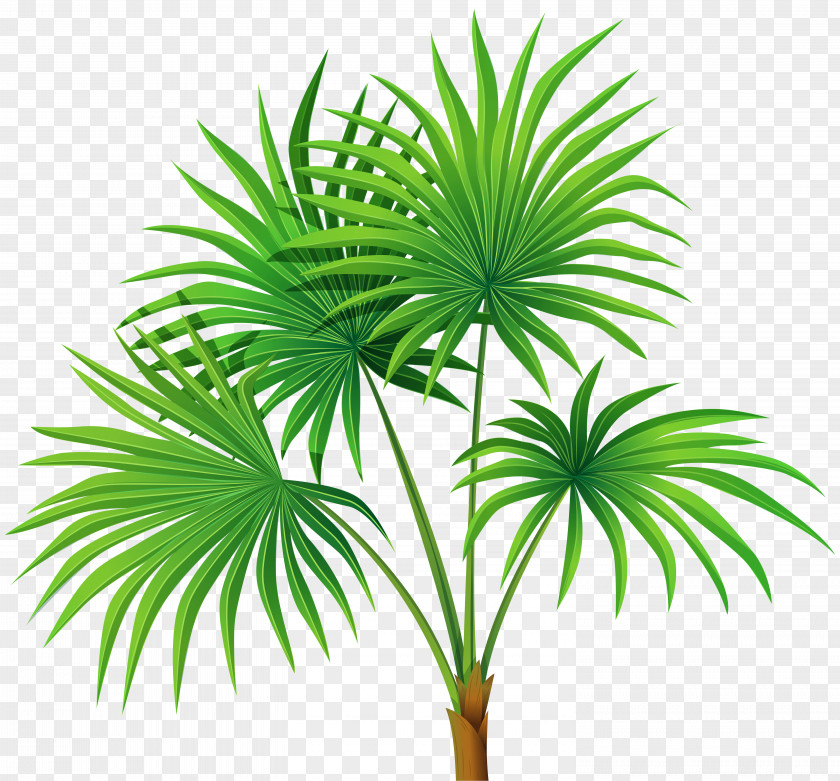 Palm Plant Transparent Clip Art Washingtonia Robusta Arecaceae PNG