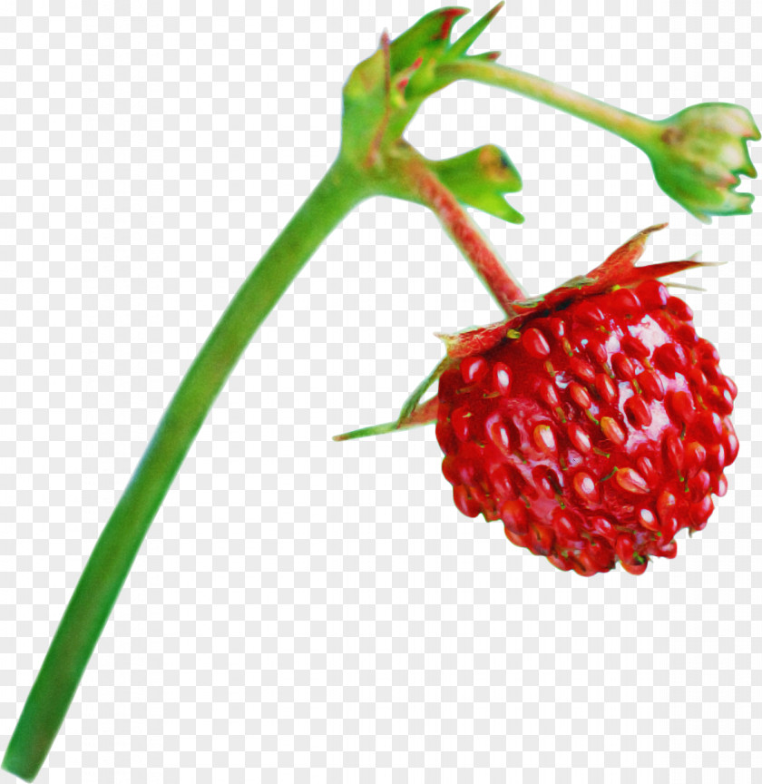 Plant Berry Natural Foods Fruit Accessory PNG