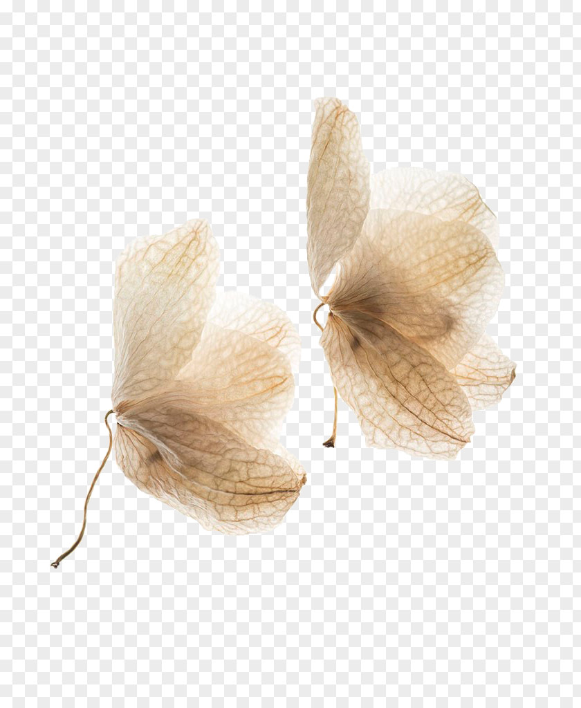 Transparent Dried Petals PNG dried petals clipart PNG