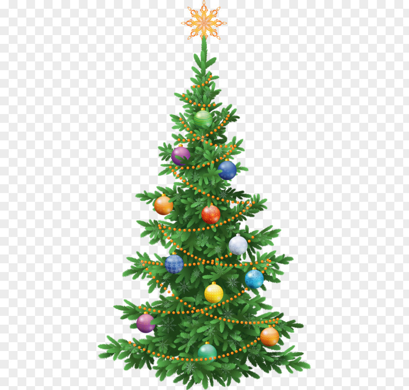 Christmas Tree Festival Abies Alba Koreana Spruce Green PNG