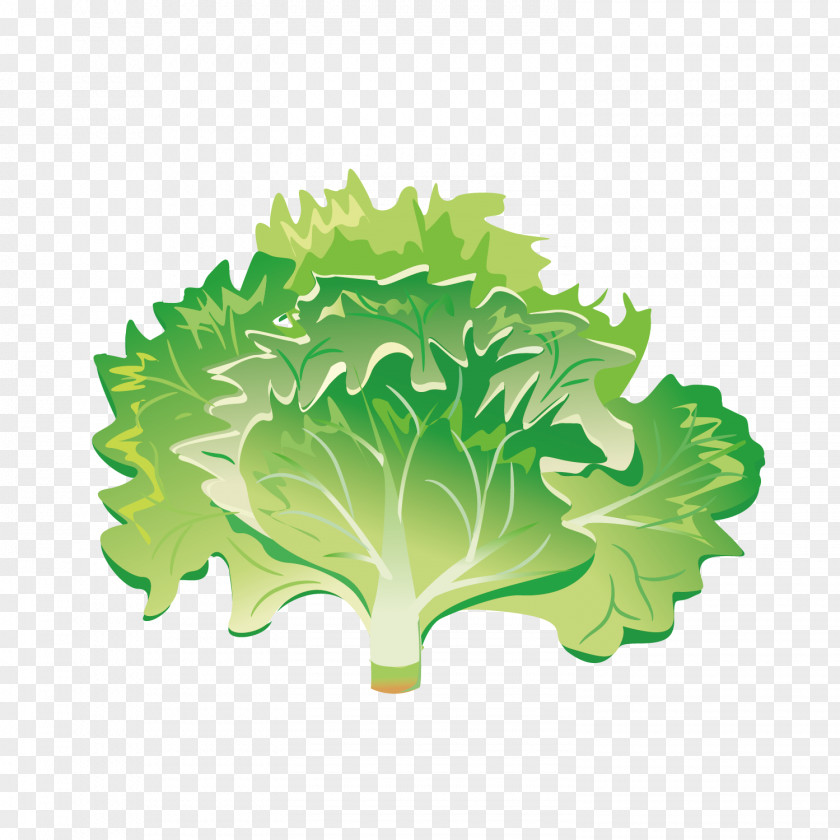 Fresh Green Vegetable Greens Salad Image Iceberg Lettuce PNG