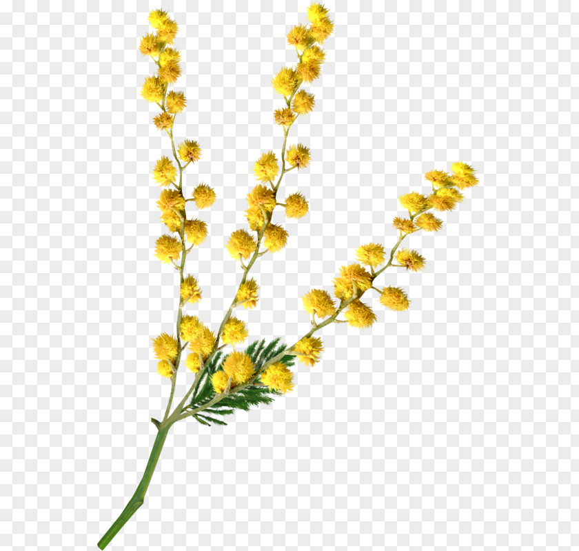 Mimosa Cut Flowers Image Sensitive Plant PNG