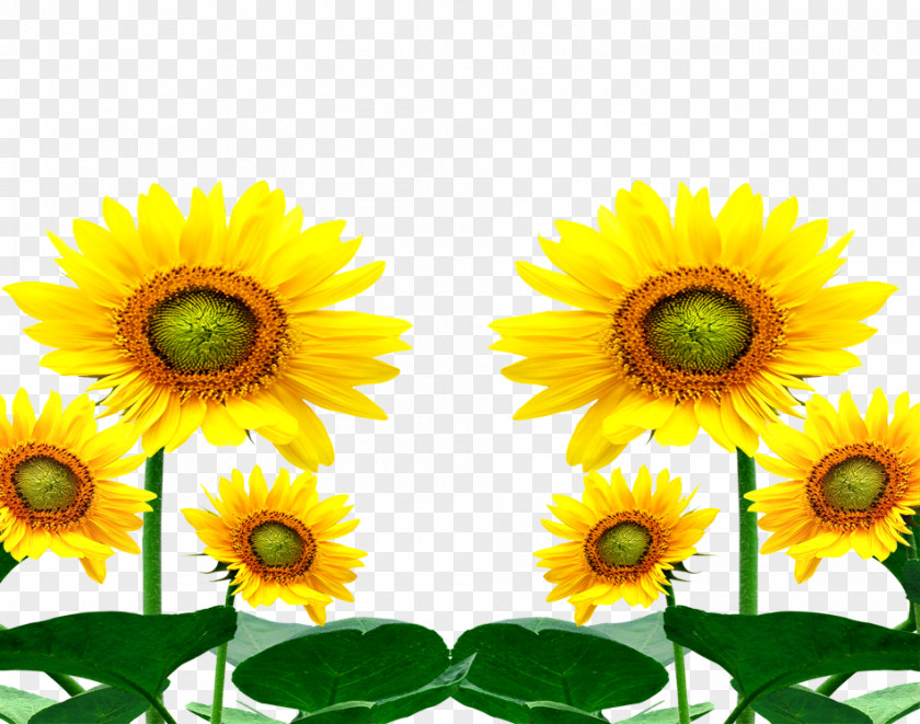 Sunflower Plants Common Cartoon PNG