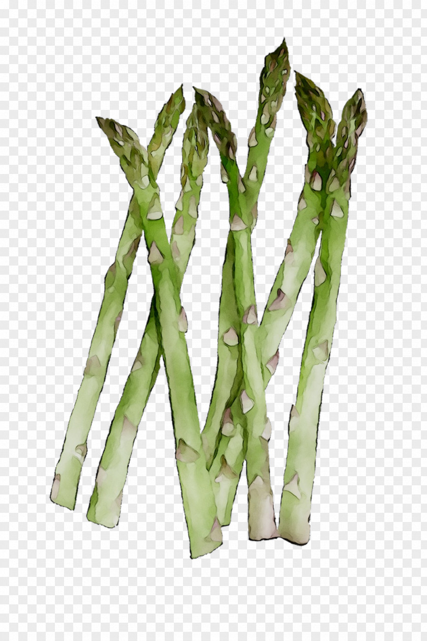 Asparagus Plant Stem Commodity Green Bean Plants PNG