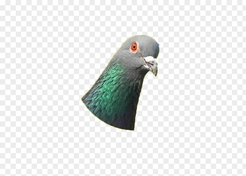 Bird Domestic Pigeon Typical Pigeons Columbidae PNG