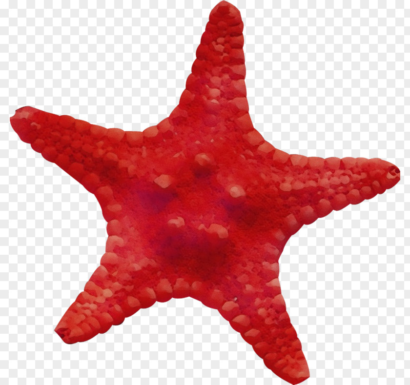 Star Marine Invertebrates Starfish Red PNG